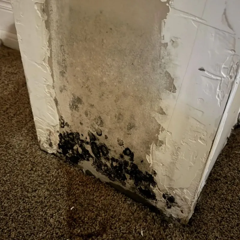 Professional Mold Removal in Durant, OK